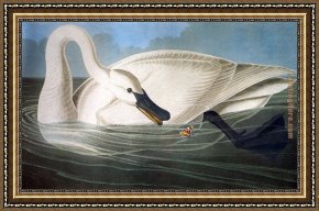 James Framed Paintings - Trumpeter Swan by John James Audubon