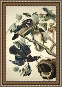 Mallard Duck Framed Paintings - Wood Duck by John James Audubon
