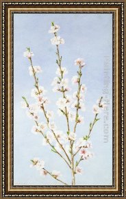 Peach Framed Paintings - Peach Blossoms by John William Hill