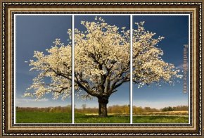Those Blossoms You Gave So Freely 1 Framed Paintings - Blossom by landscape