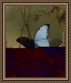 The Blue Window Framed Paintings - Blue Morpho Butterfly by Martin Johnson Heade