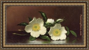 Cherokee Roses on a Light Gray Cloth Framed Paintings - Two Cherokee Rose Blossoms on a Table by Martin Johnson Heade