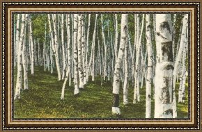 Abbey in an Oak Forest Framed Paintings - White Birch Forest, Wisconsin by Norman Parkinson