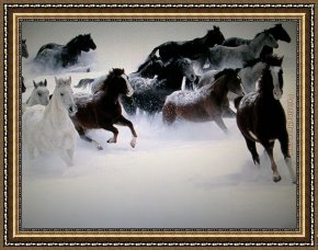 Group of Horses Framed Paintings - Horses by Unknown Artist