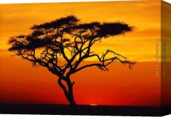 Trees in Park Canvas Paintings - Sunset tree by 2010
