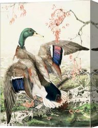 Mallard Canvas Paintings - Mallard Duck by 2011