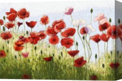 Mountain Canvas Paintings - Mountain Poppies III by 2011