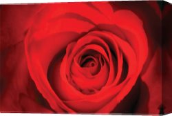A Perfect Red Rose Canvas Paintings - Red Rose Heart by 2011