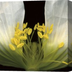 Poppy Canvas Paintings - Symphony Poppy by 2011