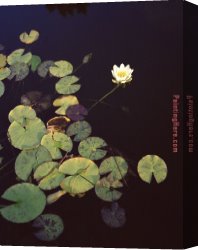 2017 Canvas Paintings - Waterlilies by 2017 new