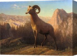 Rocky Coast Canvas Paintings - A Rocky Mountain Sheep Ovis Montana by Albert Bierstadt