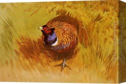Archibald Thorburn Canvas Paintings - A Cock Pheasant by Archibald Thorburn