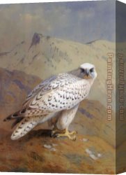 Archibald Thorburn Canvas Paintings - A Greenland or Gyr Falcon by Archibald Thorburn