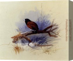 Archibald Thorburn Canvas Paintings - A Nepalese black headed nun in the branch of a tree by Archibald Thorburn