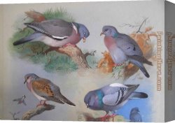 Archibald Thorburn Canvas Paintings - A Wood Pigeon A Stock Dove A Turtle Dove A Rock Pigeon by Archibald Thorburn