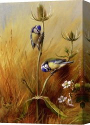 Archibald Thorburn Canvas Paintings - Bluetits On A Teasel by Archibald Thorburn