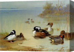 Archibald Thorburn Canvas Paintings - Buffel headed duck American green winged teal and hooded merganser by Archibald Thorburn