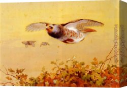 English Canvas Paintings - English Partridge In Flight by Archibald Thorburn