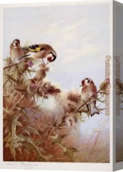 Archibald Thorburn Canvas Paintings - Goldfinches on Thistles by Archibald Thorburn