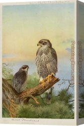 Archibald Thorburn Canvas Paintings - Goshawk by Archibald Thorburn