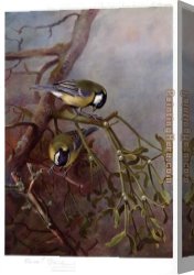 Archibald Thorburn Canvas Paintings - Great Tits and Mistletoe by Archibald Thorburn