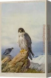 Archibald Thorburn Canvas Paintings - Gyr Falcon by Archibald Thorburn