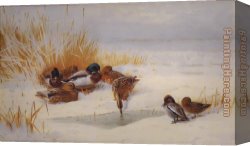 Mallard Canvas Paintings - Mallard and Teal by Archibald Thorburn