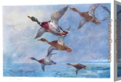 Mallard Canvas Paintings - Mallard in Squally Weather by Archibald Thorburn
