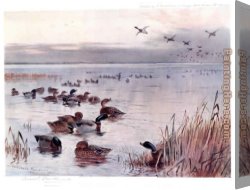Archibald Thorburn Canvas Paintings - Mallard on the Lake at Sandringham by Archibald Thorburn