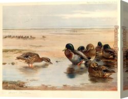 Mallard Canvas Paintings - Mallard on the Shore by Archibald Thorburn