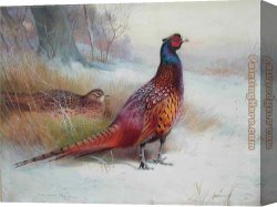 Archibald Thorburn Canvas Paintings - Old English Pheasant by Archibald Thorburn