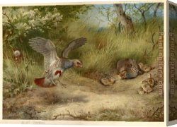 Archibald Thorburn Canvas Paintings - Partridges and Young by Archibald Thorburn