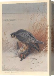 Archibald Thorburn Canvas Paintings - Peregrine Falcon on Teal by Archibald Thorburn