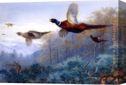 Archibald Thorburn Canvas Paintings - Pheasants in Flight by Archibald Thorburn