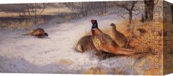 Archibald Thorburn Canvas Paintings - Pheasants in the Snow by Archibald Thorburn