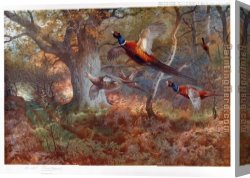 Archibald Thorburn Canvas Paintings - Pheasants Through the Oak Wood by Archibald Thorburn