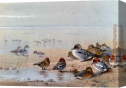 Archibald Thorburn Canvas Paintings - Pintail Teal And Wigeon On The Seashore by Archibald Thorburn