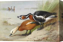 Archibald Thorburn Canvas Paintings - Ruddy Shelduck and Red Breasted Goose by Archibald Thorburn