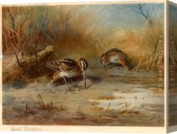 Archibald Thorburn Canvas Paintings - Snipe Probing by Archibald Thorburn