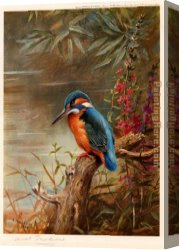 Archibald Thorburn Canvas Paintings - Summer Kingfisher by Archibald Thorburn