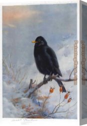 Archibald Thorburn Canvas Paintings - Winter Blackbird by Archibald Thorburn