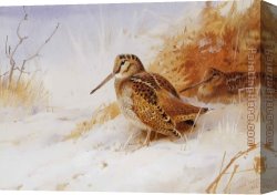 Archibald Thorburn Canvas Paintings - Winter Woodcock by Archibald Thorburn