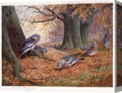 Archibald Thorburn Canvas Paintings - Wood Pigeon on Beech Mast by Archibald Thorburn