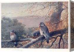 Archibald Thorburn Canvas Paintings - Wood Pigeons in Beech Tree by Archibald Thorburn