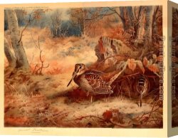 Archibald Thorburn Canvas Paintings - Woodcock by Archibald Thorburn