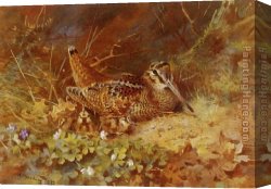 Archibald Thorburn Canvas Paintings - Woodcock and Chicks by Archibald Thorburn