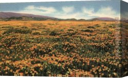 Fields of Tuscany I Canvas Paintings - A Field of Californian Poppies by Claude Monet
