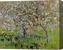 Apple Canvas Paintings - Apple Trees in Bloom at Giverny by Claude Monet