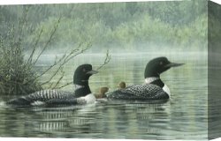 Li-leger Canvas Paintings - Northern Reflections - Loons by Don Li-Leger