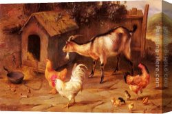 Goats Canvas Paintings - Fowl, Chicks And Goats By A Dog Kennel by Edgar Hunt